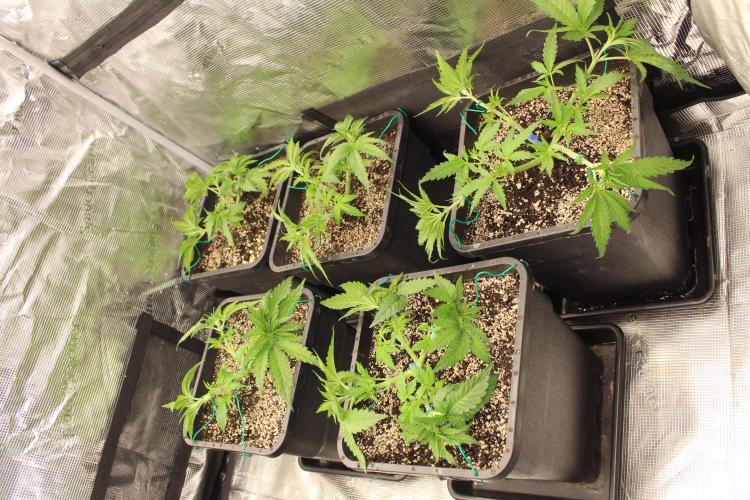 BUBBA KUSH - Barney's Farm. Week 3