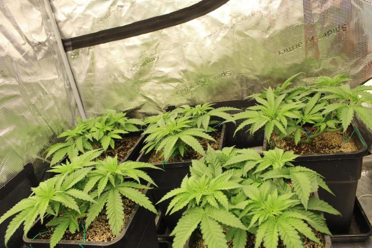 BUBBA KUSH - Barney's Farm. Week 3