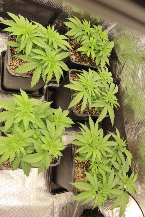 BUBBA KUSH - Barney's Farm. Week 3
