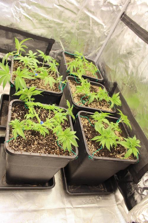 BUBBA KUSH - Barney's Farm. Week 3