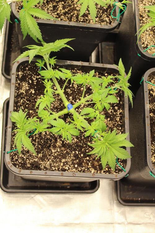 BUBBA KUSH - Barney's Farm. Week 3