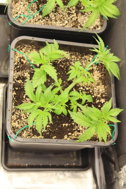 BUBBA KUSH - Barney's Farm. Week 3