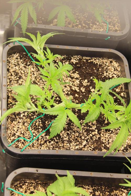 BUBBA KUSH - Barney's Farm. Week 3