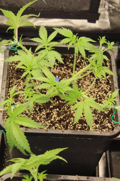 BUBBA KUSH - Barney's Farm. Week 3