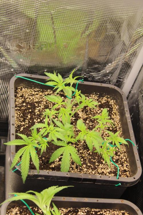 BUBBA KUSH - Barney's Farm. Week 3