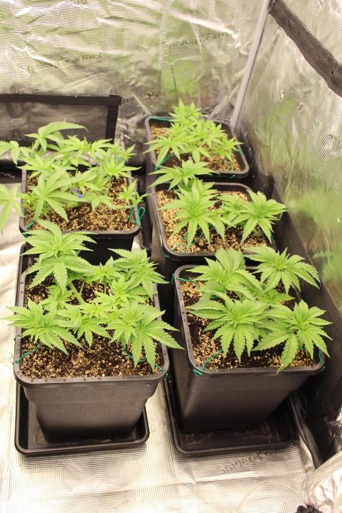 BUBBA KUSH - Barney's Farm. Week 3