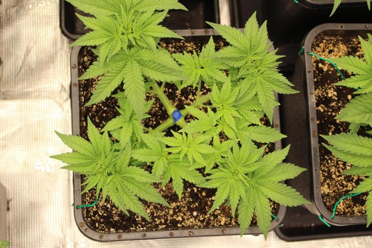 BUBBA KUSH - Barney's Farm. Week 3