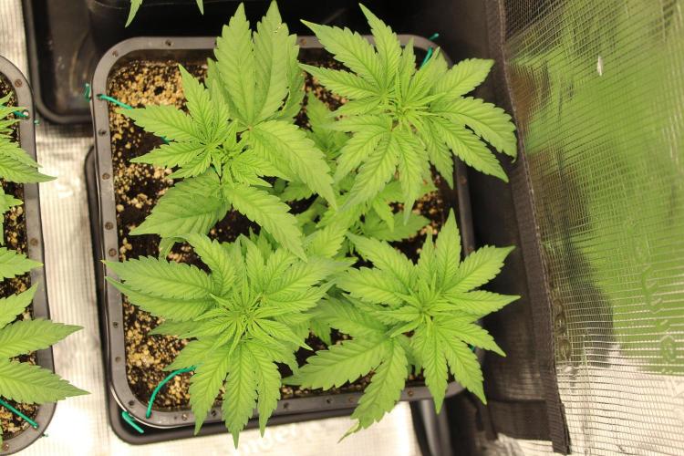BUBBA KUSH - Barney's Farm. Week 3