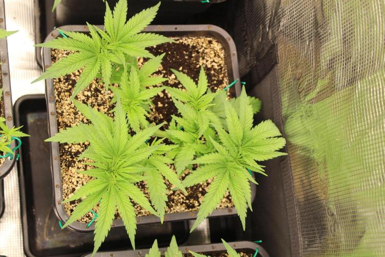 BUBBA KUSH - Barney's Farm. Week 3