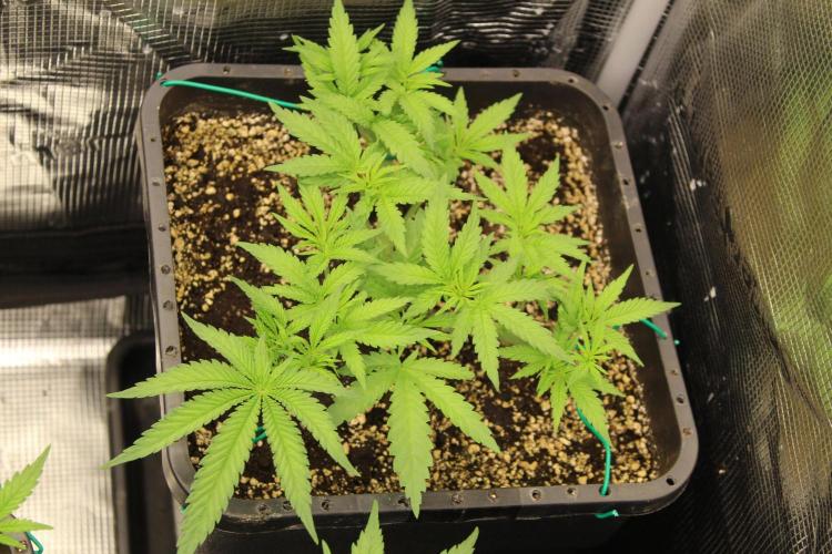 BUBBA KUSH - Barney's Farm. Week 3