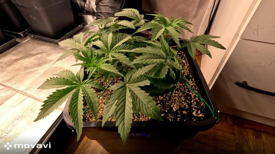 LSD - Barney's Farm