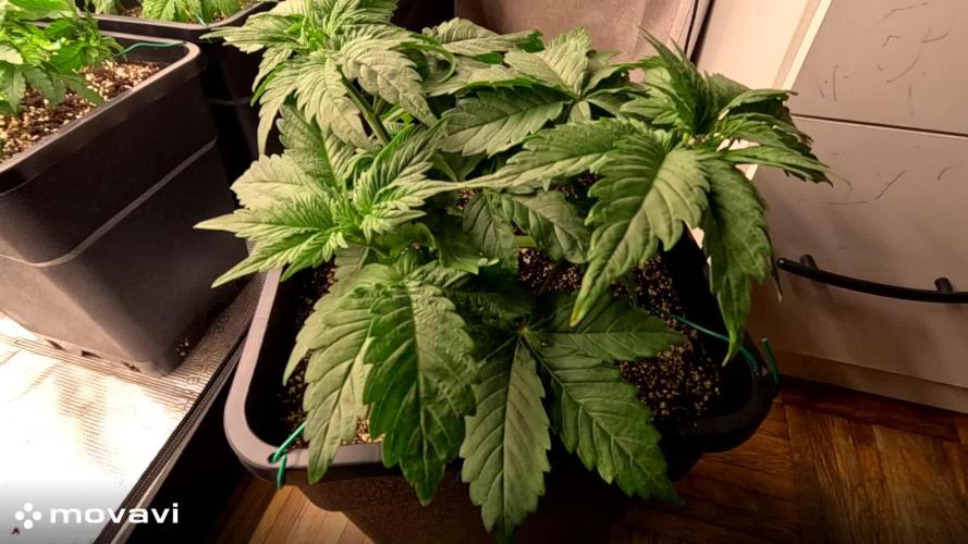 GORILLA ZKITTLEZ - Barney's Farm