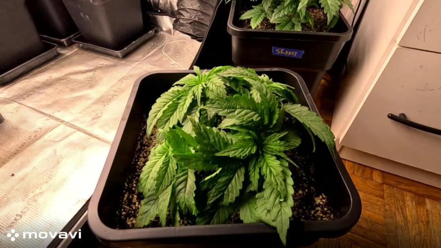 SUPER OG KUSH FAST - Pyramid Seeds