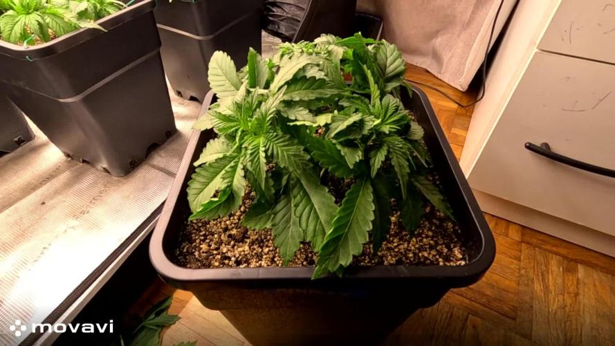 WEMBLEY X MENDOCINO Pyramid Seeds
