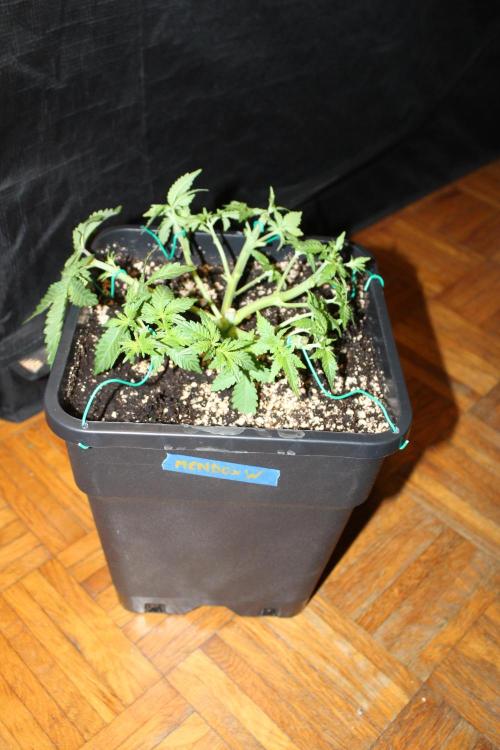 WEMBLEY X MENDOCINO Pyramid Seeds. Week 4