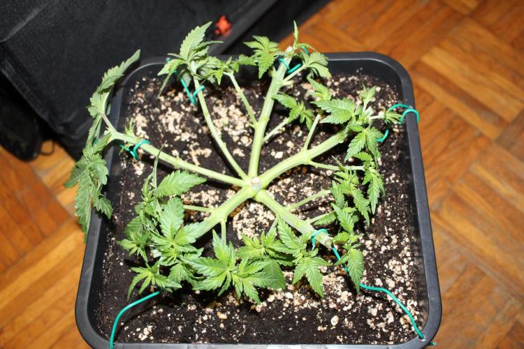WEMBLEY X MENDOCINO Pyramid Seeds. Week 4