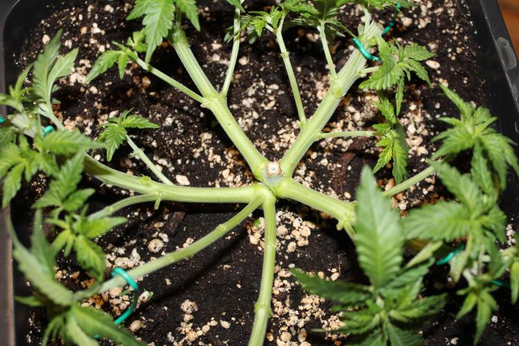 WEMBLEY X MENDOCINO Pyramid Seeds. Week 4