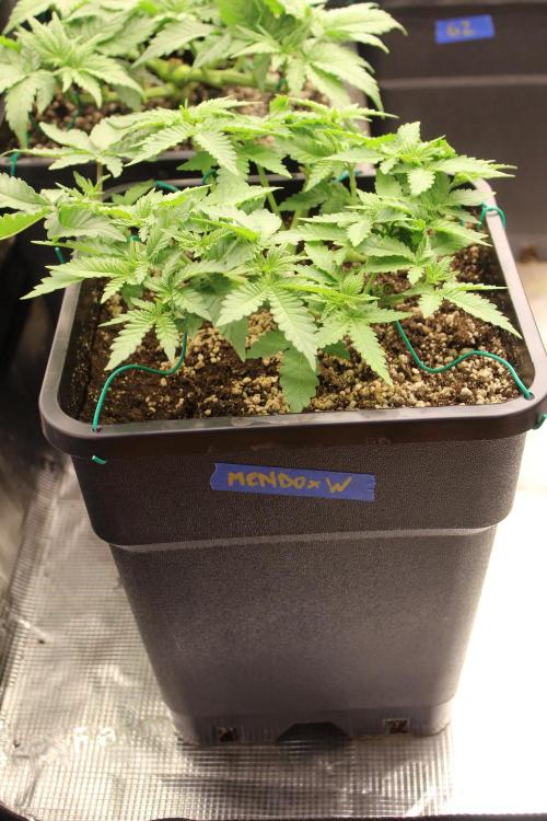 WEMBLEY X MENDOCINO Pyramid Seeds. Week 4