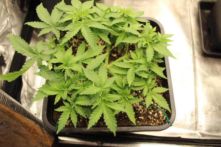 WEMBLEY X MENDOCINO Pyramid Seeds. Week 4