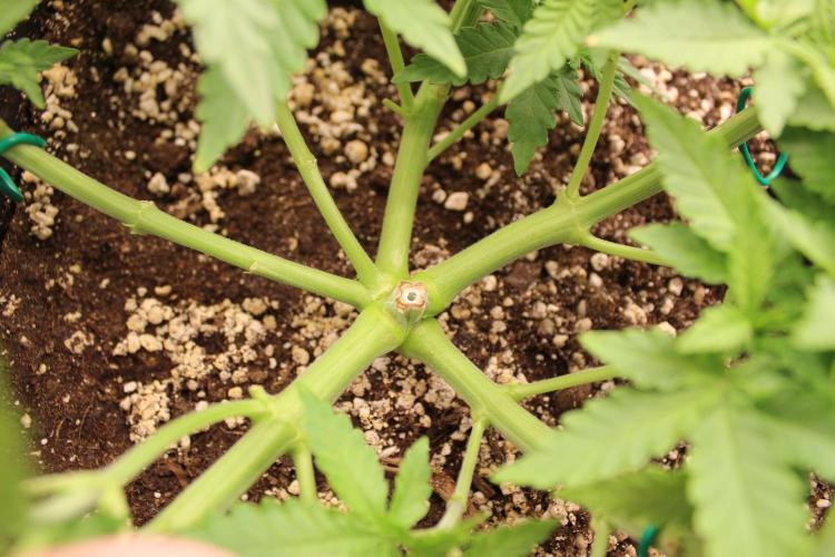 WEMBLEY X MENDOCINO Pyramid Seeds. Week 4
