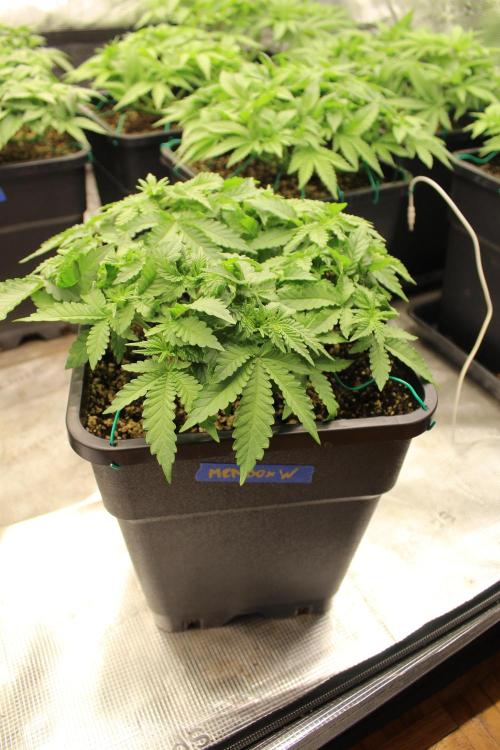 WEMBLEY X MENDOCINO Pyramid Seeds. Week 4