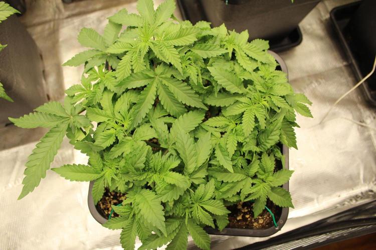 WEMBLEY X MENDOCINO Pyramid Seeds. Week 4