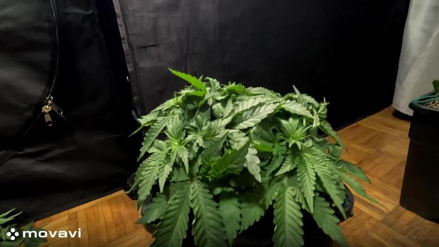 WEMBLEY X MENDOCINO Pyramid Seeds