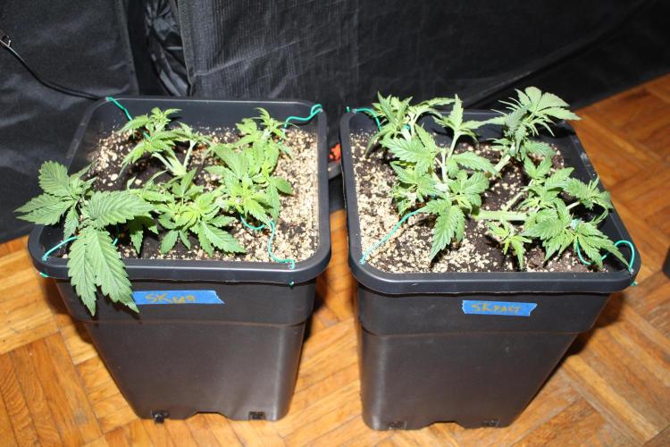 SUPER OG KUSH FAST - Pyramid Seeds. Week 4