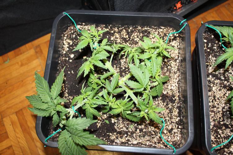 SUPER OG KUSH FAST - Pyramid Seeds. Week 4