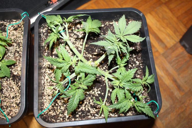 SUPER OG KUSH FAST - Pyramid Seeds. Week 4
