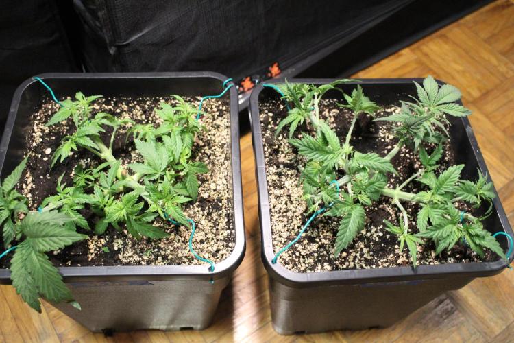 SUPER OG KUSH FAST - Pyramid Seeds. Week 4