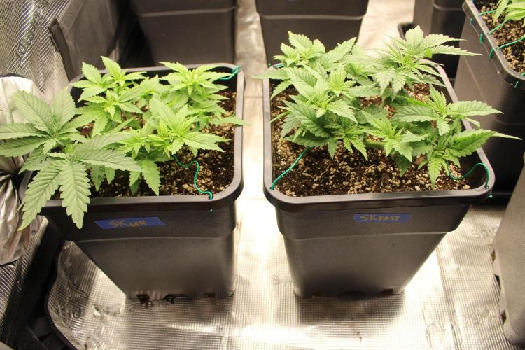 SUPER OG KUSH FAST - Pyramid Seeds. Week 4