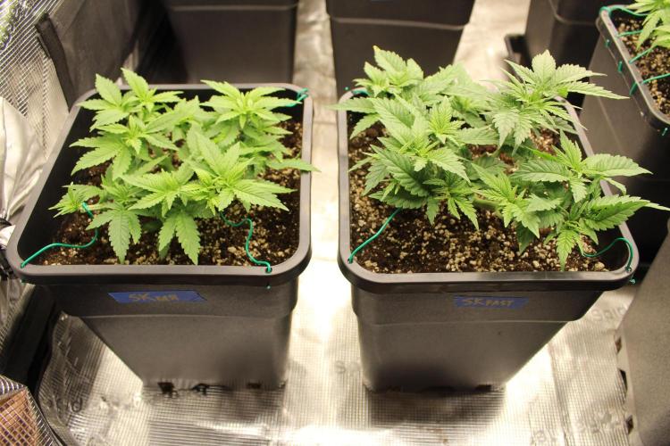 SUPER OG KUSH FAST - Pyramid Seeds. Week 4