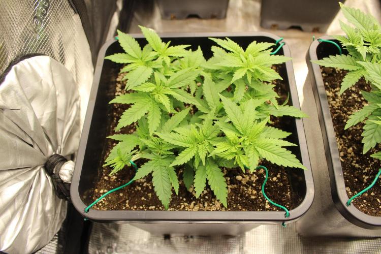 SUPER OG KUSH FAST - Pyramid Seeds. Week 4