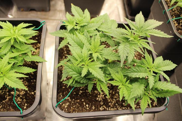 SUPER OG KUSH FAST - Pyramid Seeds. Week 4