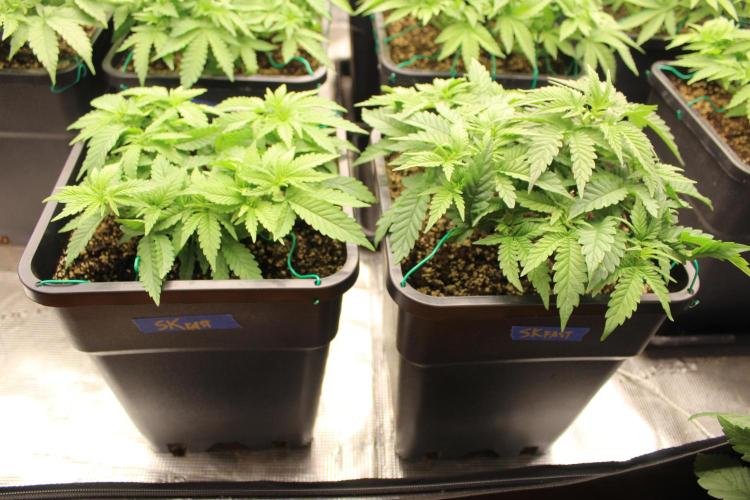 SUPER OG KUSH FAST - Pyramid Seeds. Week 4