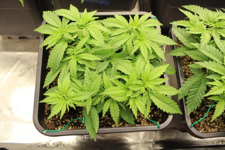 SUPER OG KUSH FAST - Pyramid Seeds. Week 4