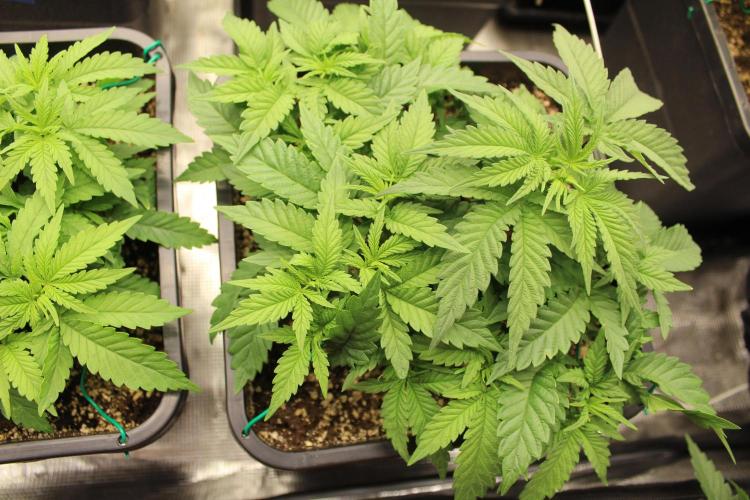 SUPER OG KUSH FAST - Pyramid Seeds. Week 4