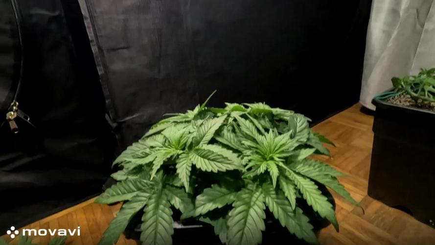 SUPER OG KUSH FAST - Pyramid Seeds