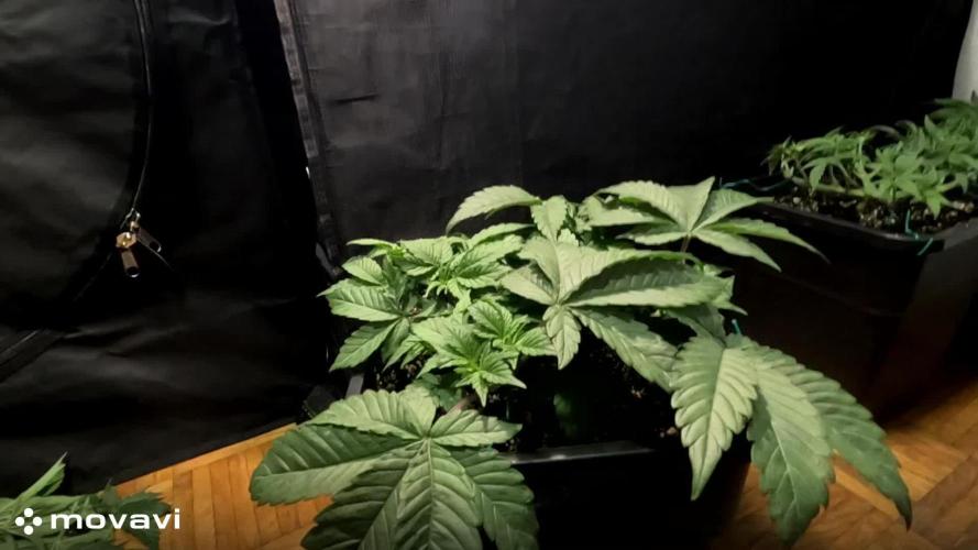 GORILLA ZKITTLEZ - Barney's Farm