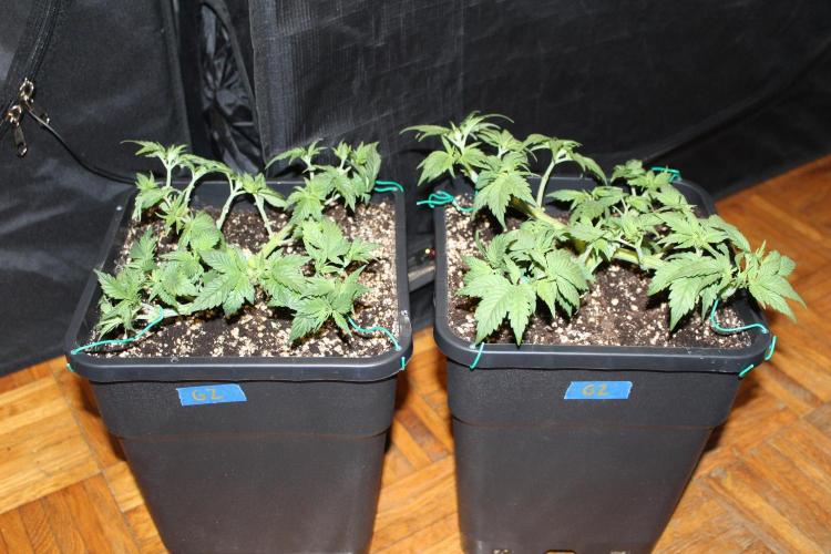 GORILLA ZKITTLEZ - Barney's Farm. Week 4