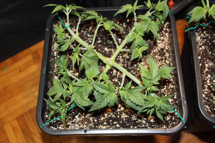 GORILLA ZKITTLEZ - Barney's Farm. Week 4