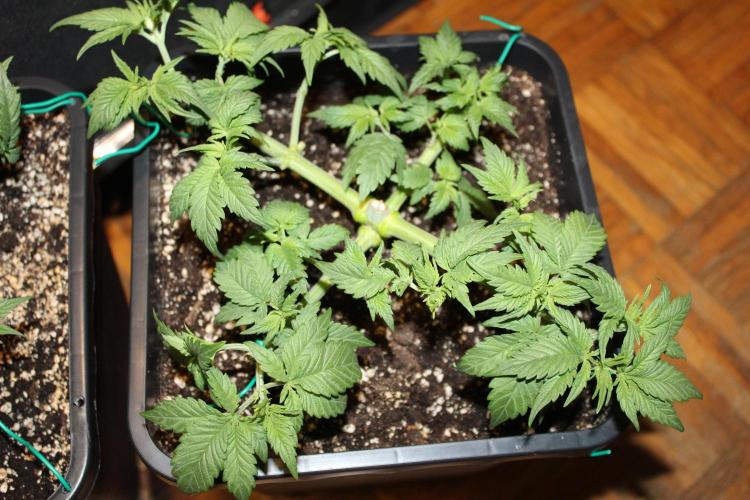 GORILLA ZKITTLEZ - Barney's Farm. Week 4