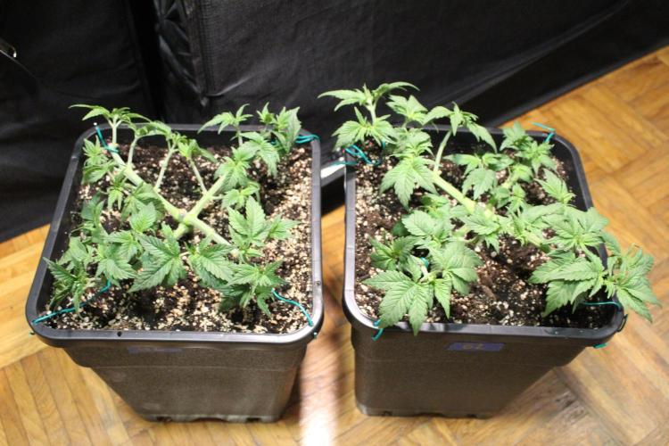 GORILLA ZKITTLEZ - Barney's Farm. Week 4