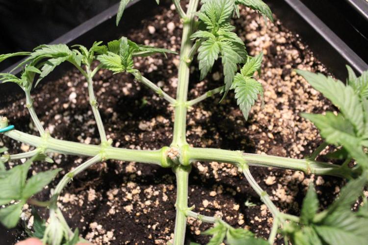 GORILLA ZKITTLEZ - Barney's Farm. Week 4