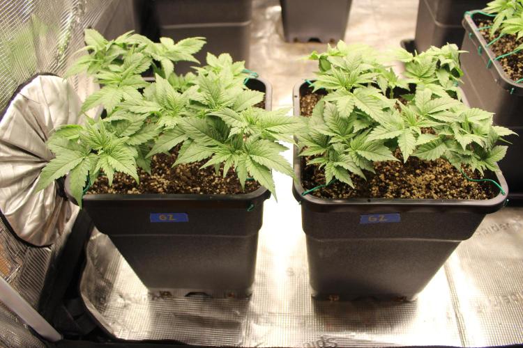 GORILLA ZKITTLEZ - Barney's Farm. Week 4