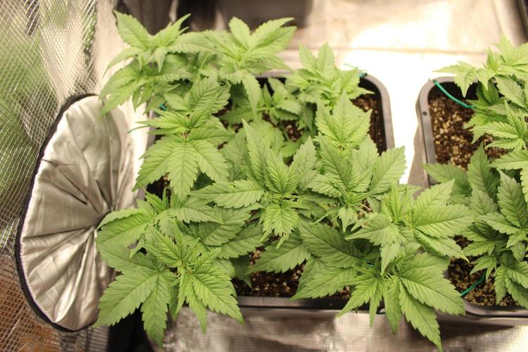 GORILLA ZKITTLEZ - Barney's Farm. Week 4