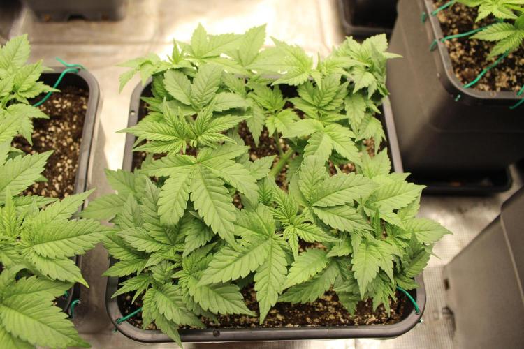 GORILLA ZKITTLEZ - Barney's Farm. Week 4
