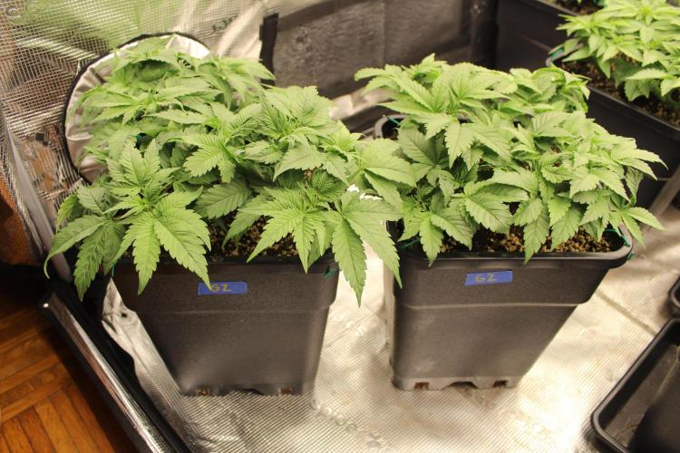 GORILLA ZKITTLEZ - Barney's Farm. Week 4