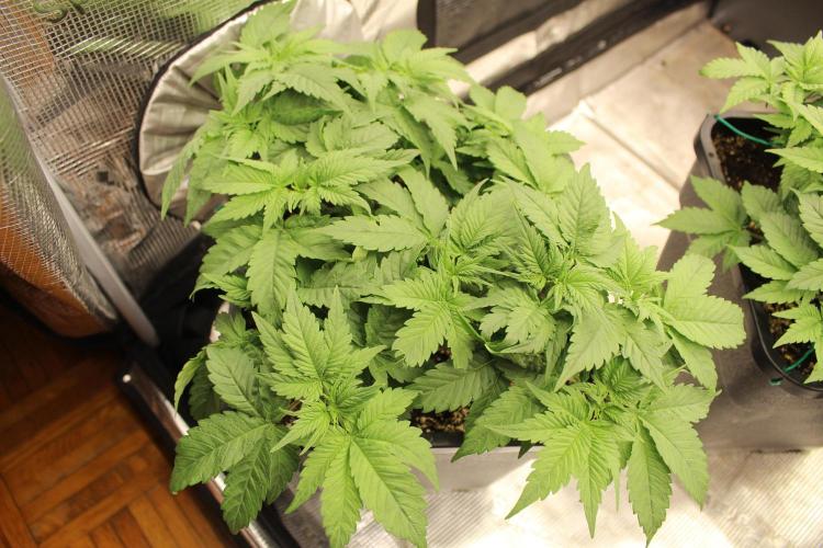 GORILLA ZKITTLEZ - Barney's Farm. Week 4
